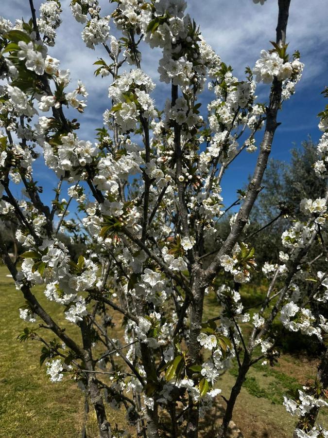 Quinta Das Oliveiras Turismo Rural Hotel Fundão Kültér fotó